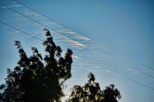 Risultati immagini per FILAMENTI DAL CIELO – NUOVI DATI