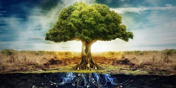 Risultati immagini per GLI ALBERI SONO LO SFORZO INFINITO DELLA TERRA PER PARLARE AL CIELO IN ASCOLTO