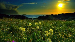 nogeoingegneria com climate change geopolitica dandelions evening sunset flower field wallpaper preview