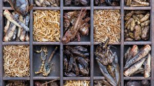 nogeoingegneria com climate change geopolitica food insects